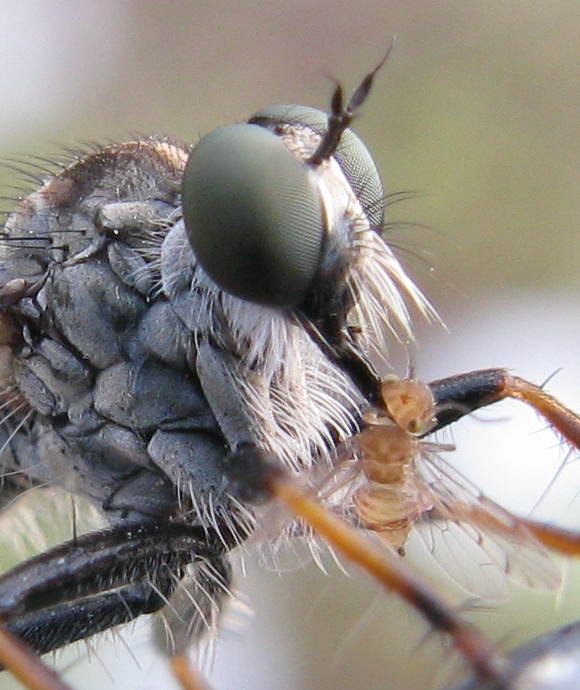 Asilidae con Psocoptera